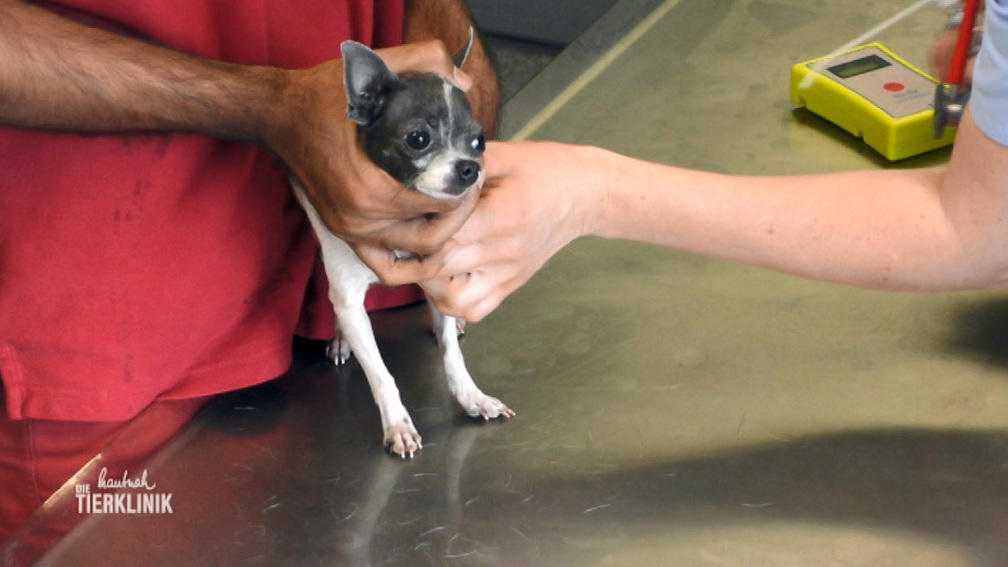 Kastrationsberatung für Chihuahua-Duo