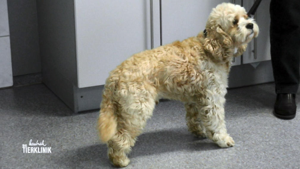 Cockapoo Balou wurde gebissen