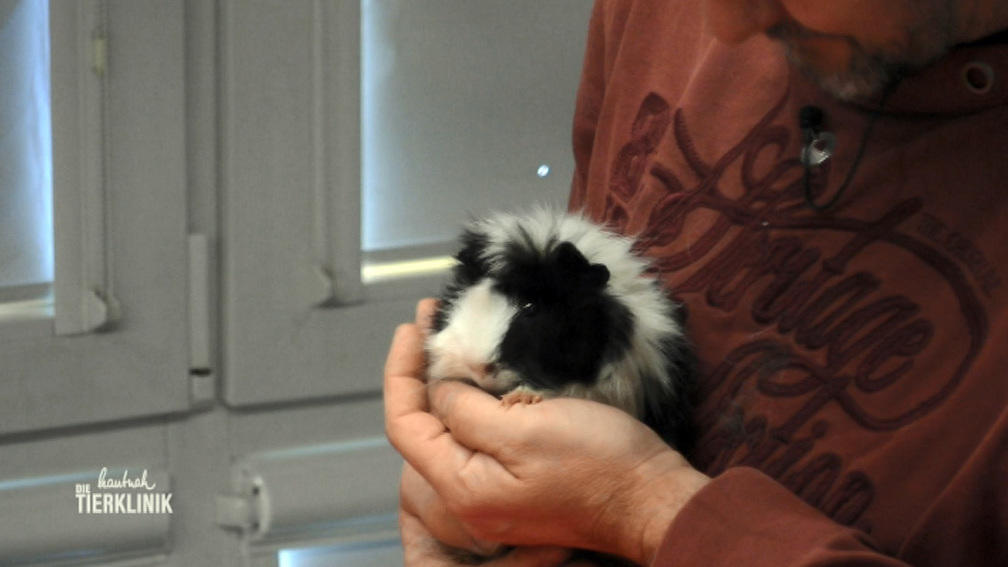 Meerschweinchen Muffin hat Atemprobleme
