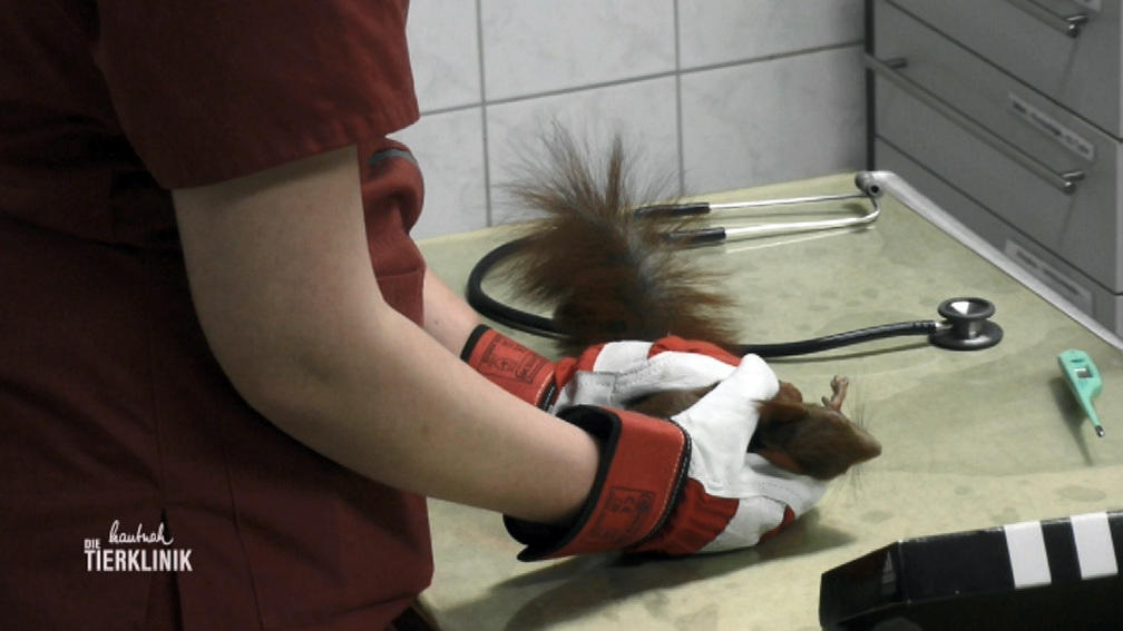 Ein verletztes Eichhörnchen benötigt dringend Hilfe