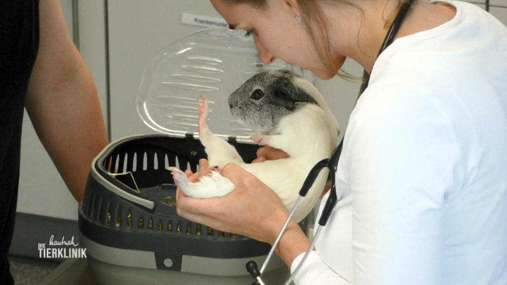 Meerschweinchen Boris wurde ins Bein gebissen