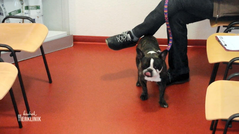 Vor einer Operation muss Leeroy durchgecheckt werden