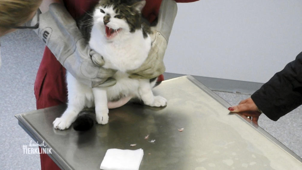 Katze Sina wehrt sich lautstark gegen die Behandlung
