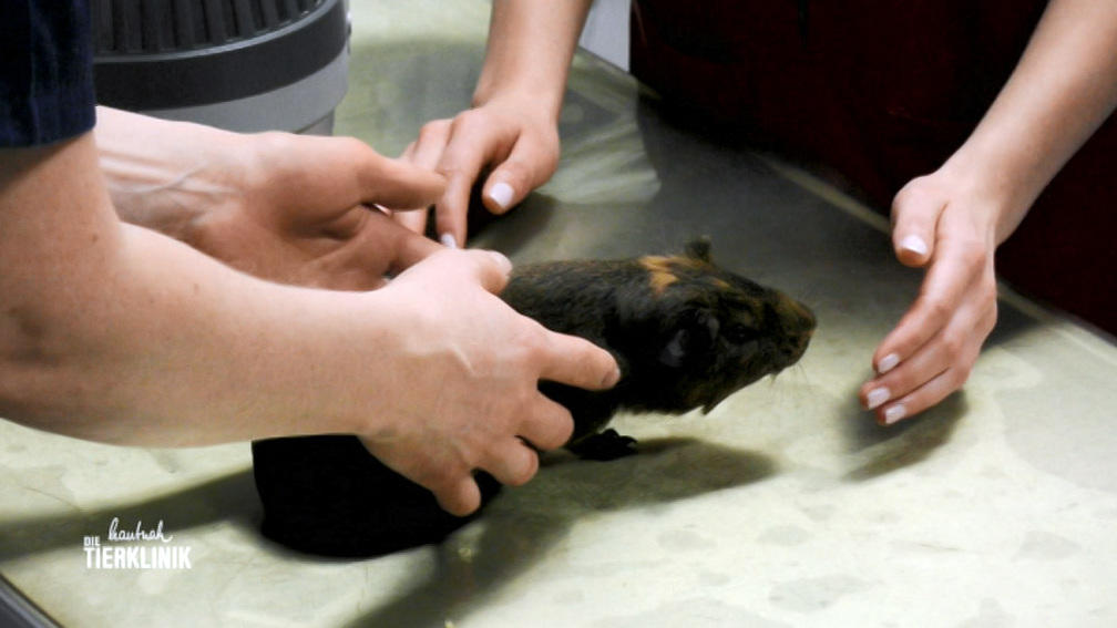Meerschweinchen Kuschel kommt mit einer Pilzinfektion