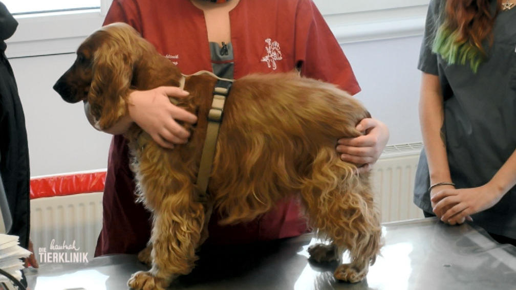 Cockerspaniel Leo kratzt sich unablässig