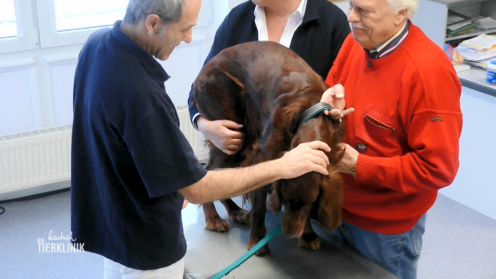 Hat der junge Hund eine Ellenbogendysplasie?