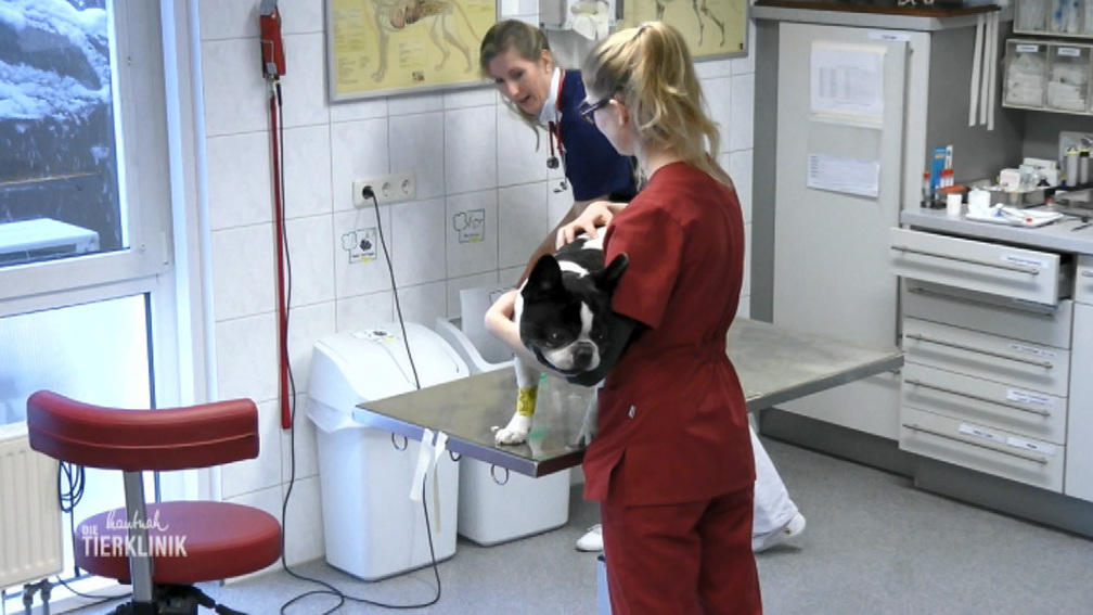 Operation für Hund Luk