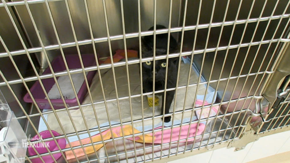 Kater Romeo braucht weitere Untersuchungen