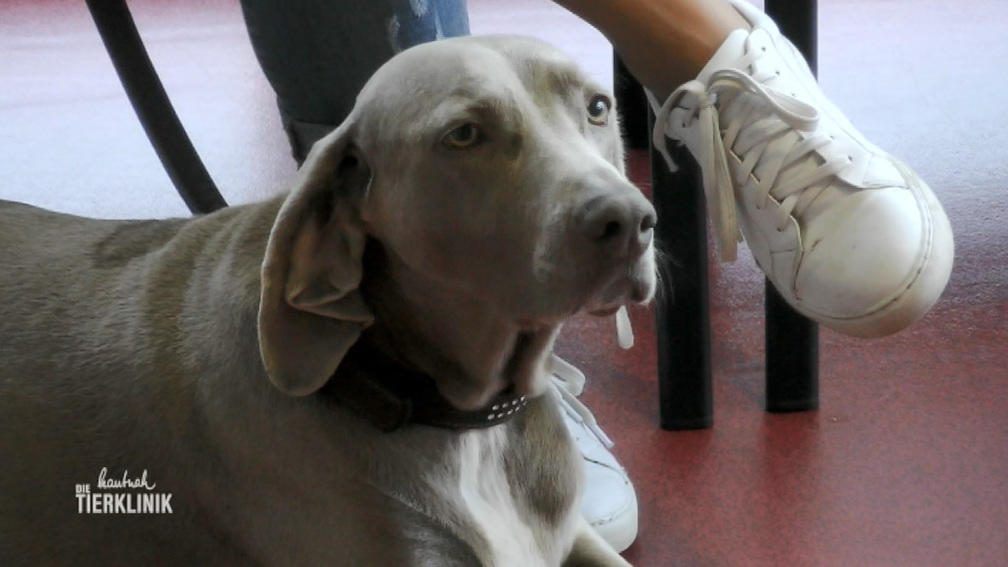 Hündin Nala leidet unter Leptospirose