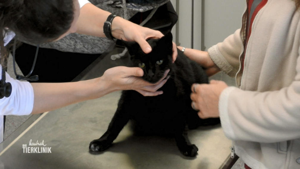 Kater Romeo leidet unter Verstopfung