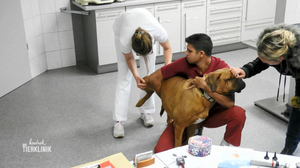 Bordeau-Dogge Tequilla lahmt seit einigen Tagen