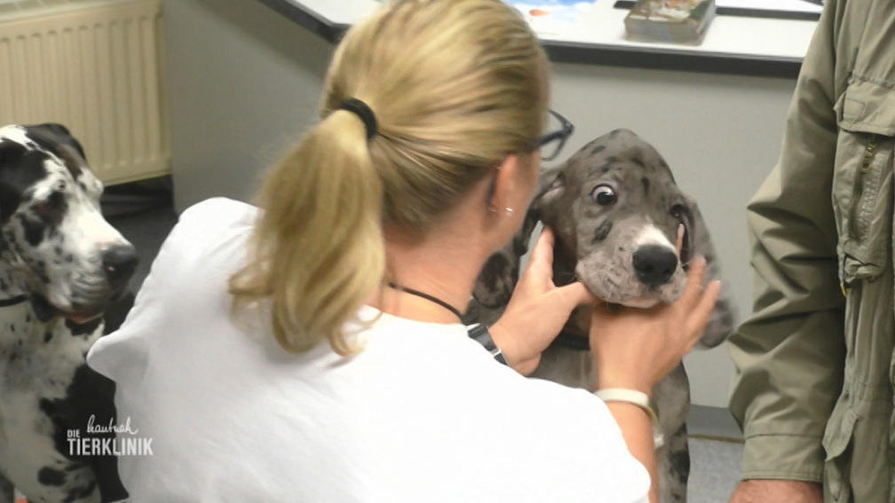 Doggenalarm in der Tierklinik