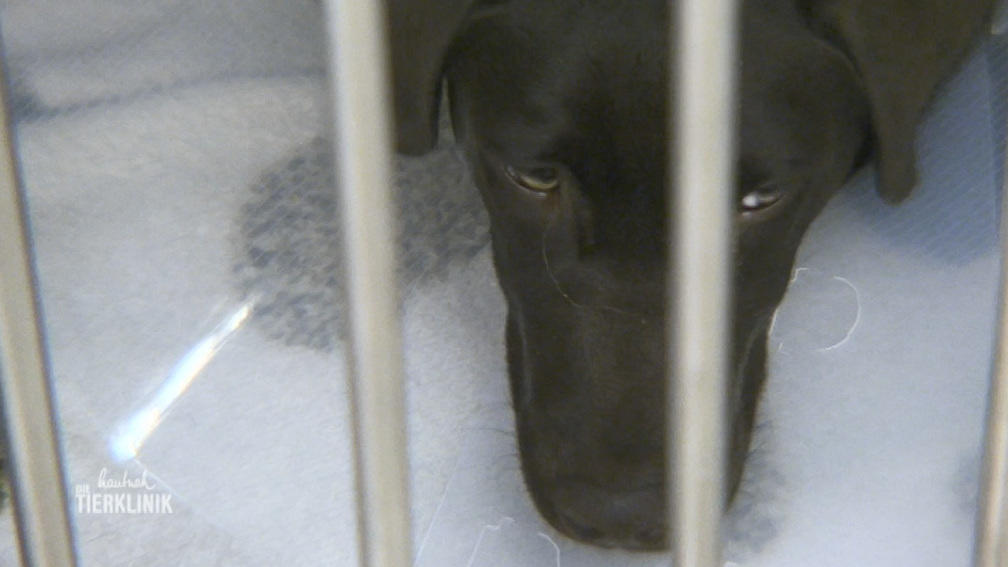 Welpe Balou schwebt in Lebensgefahr