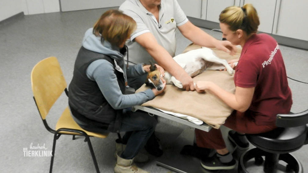 Physiotherapie für Hündin Chiara