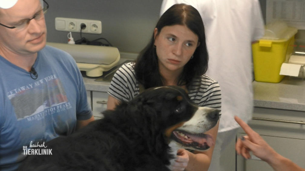 Berner-Sennen-Hund Bruno hat eine Schwellung am Bein