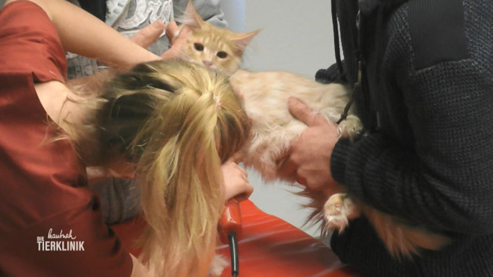 Herzultraschall für Maine-Coon-Kater Anton