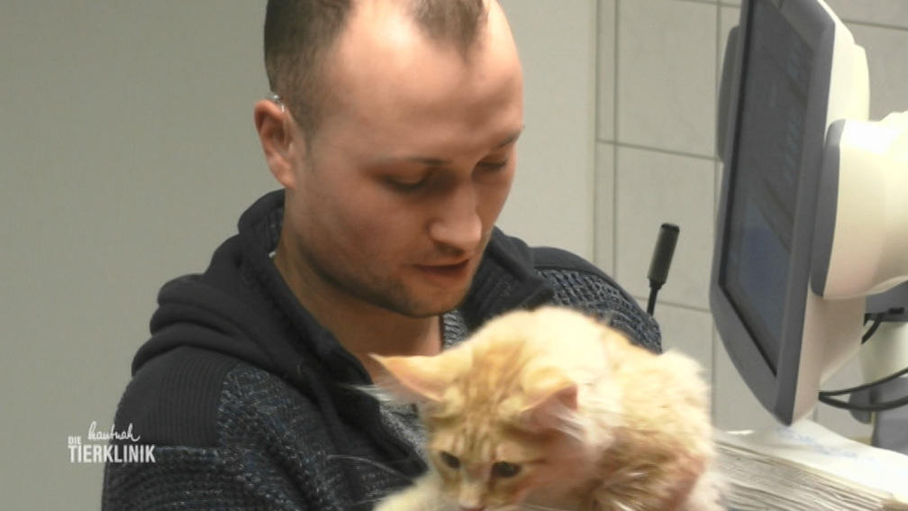 Maine-Coon-Kater Anton hat Atembeschwerden