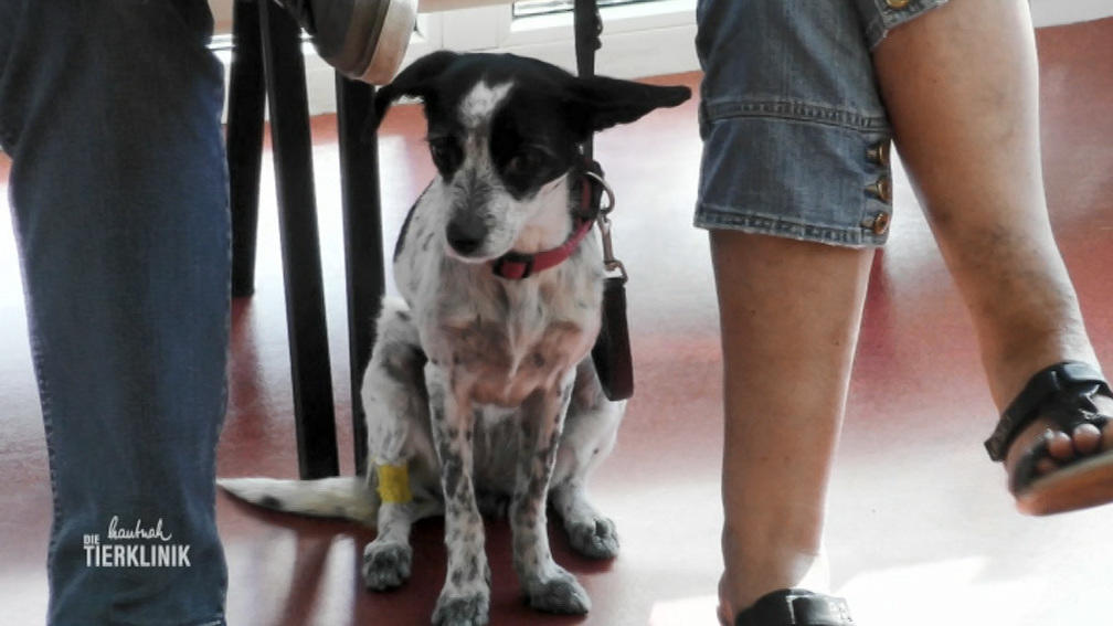 Terrier-Mischling Bella hat Verdauungsprobleme