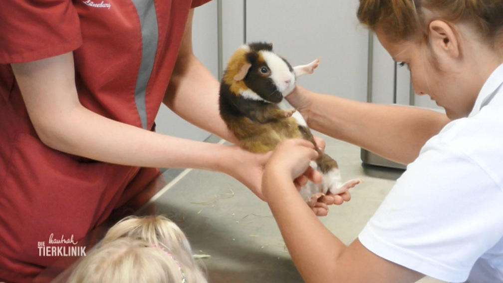 Meerschweinchen im Doppelpack