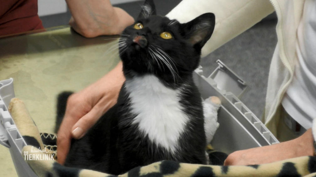 Kater Gismo mit starker Entzündung an der Schnauze