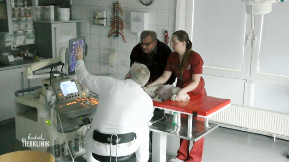 Herzultraschall für Bolonka-Rüden Benji
