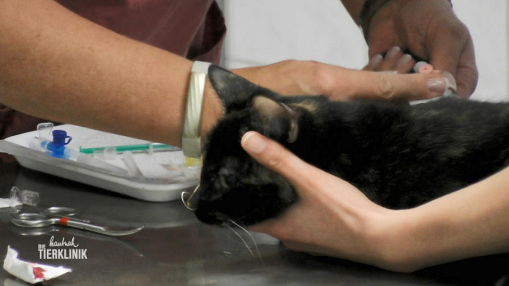 Unfallopfer Shorty in der Tierklinik