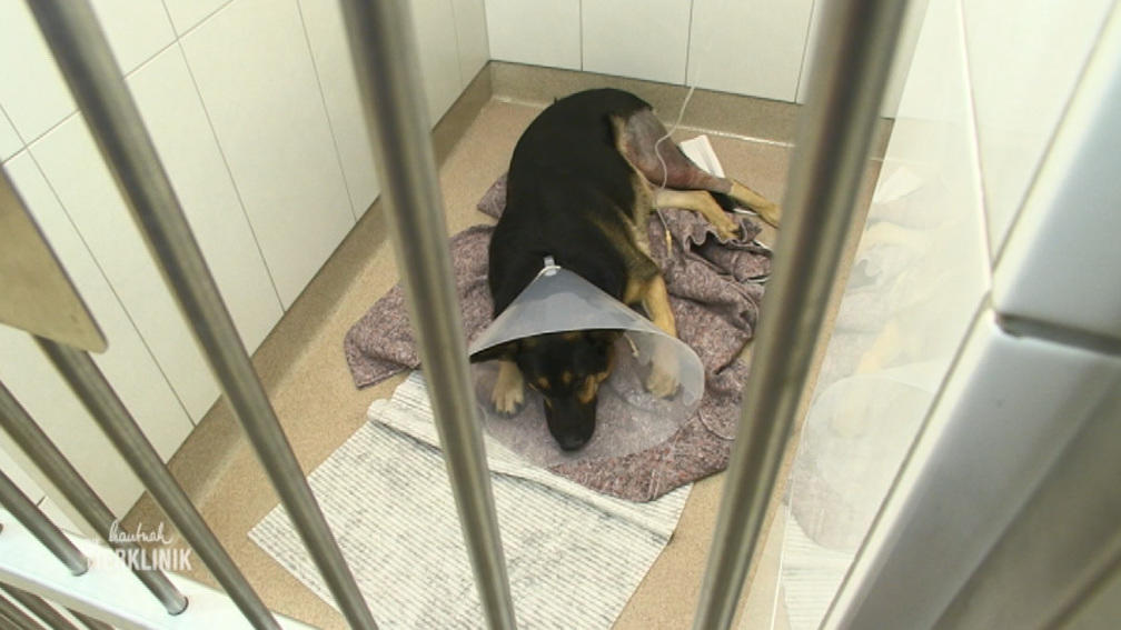 Röntgenuntersuchung für Schäferhund Spike