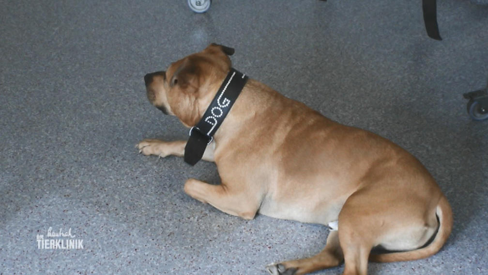 Hund Amigo brach beim Spaziergang zusammen