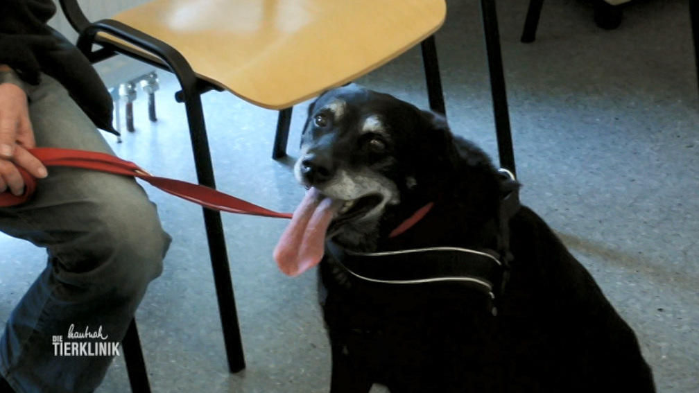 Hundeseniorin Lara hat Herzprobleme