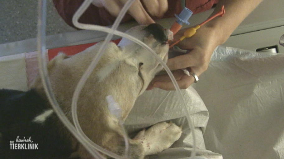 Gibt es noch Hoffnung für Beagle Roger?