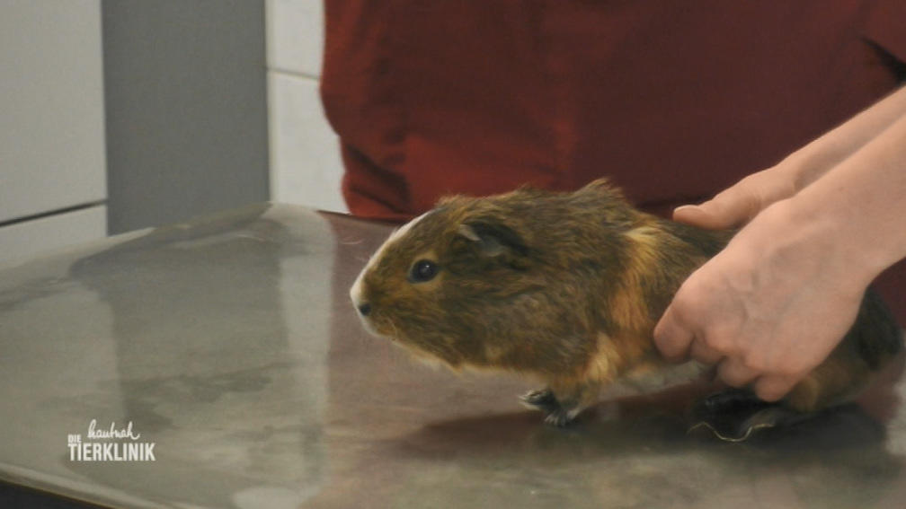 Meerschwein Olga hat Maden