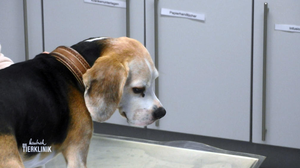Beaglealarm in der Tierklinik