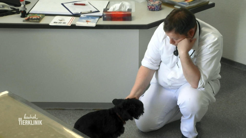 Zwergschnauzerdame Minimi wird untersucht