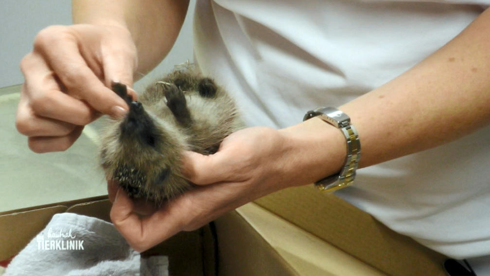 Ohne Hilfe schafft der Igel es nicht