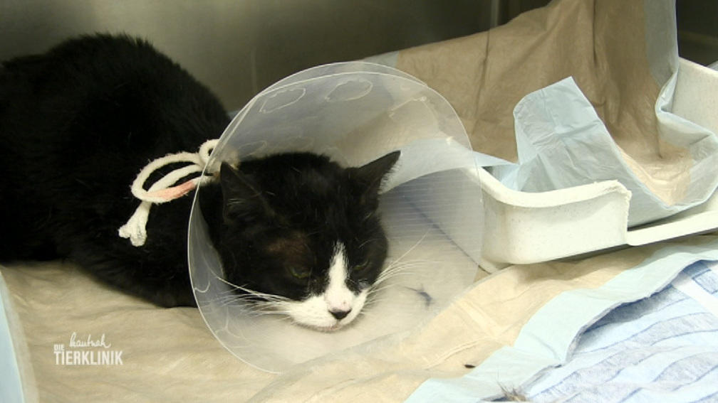 Lebensbedrohlicher Zustand von Katze Leila
