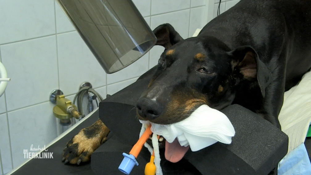 Ein Notfall: Hund Mosche mit Schwellung am Kiefer