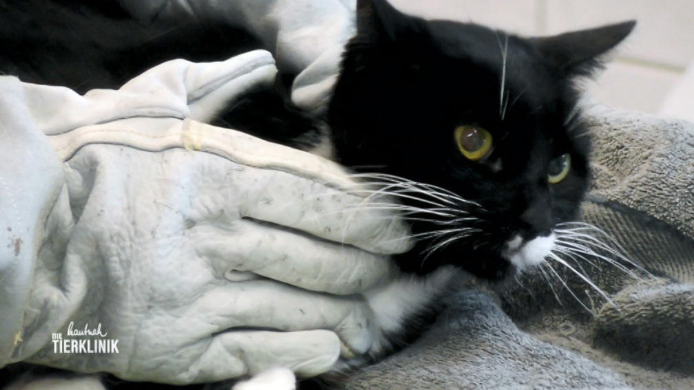 Kater Günni lag regungslos in einer Hecke