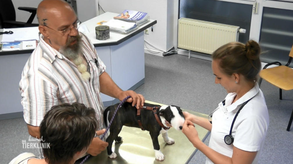 Hat Mini-Bullterrier-Welpe Emma etwas in der Nase?