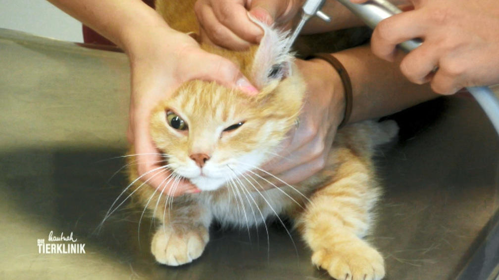 Kater Jimmy fährt die Krallen aus