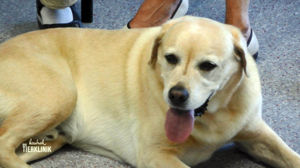 Hilfe für Labrador Aaron