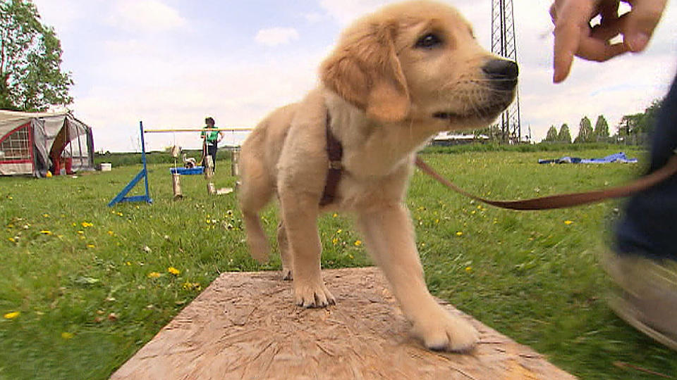 Was tun mit einem jungen Hund?