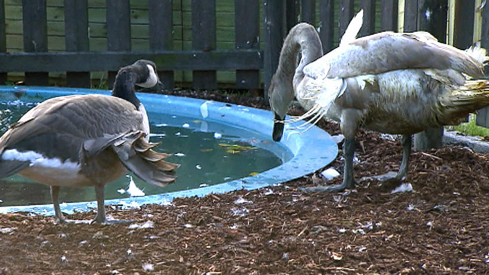 Schwan Max braucht dringend Hilfe (3/3)