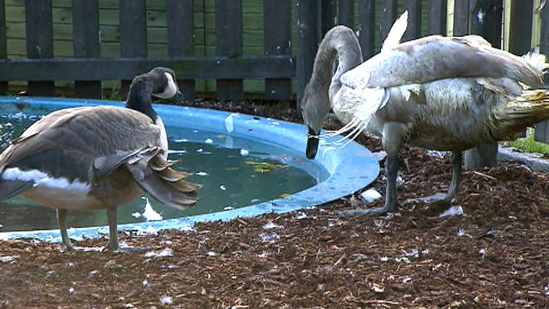 Schwan Max braucht dringend Hilfe (3/3)