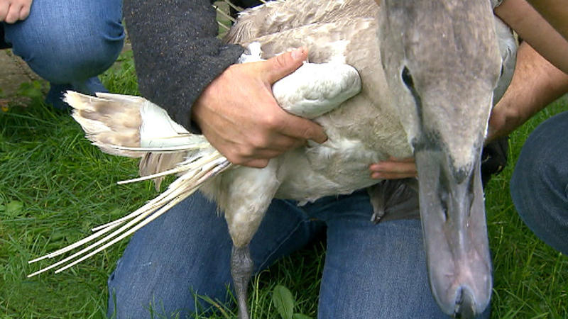 Schwan Max braucht dringend Hilfe (2/3)