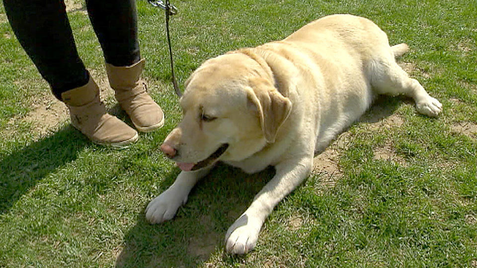 Bei diesen Hunden sollen die Pfunde purzeln (1/2)