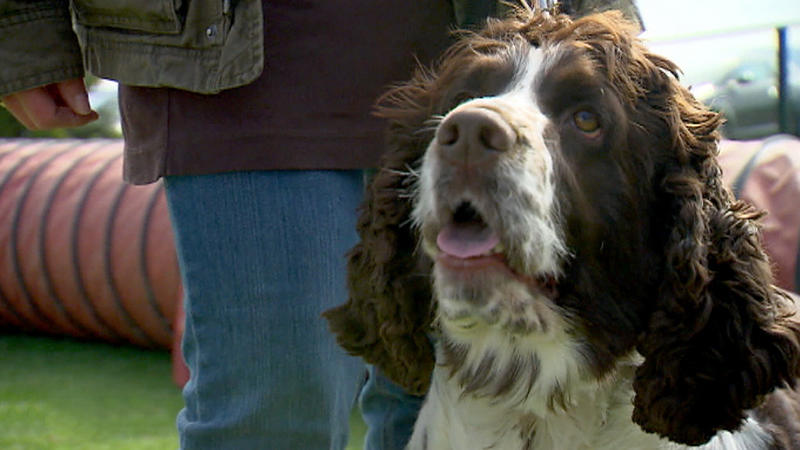 Bei diesen Hunden sollen die Pfunde purzeln (2/2)