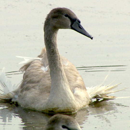 Schwan Max braucht dringend Hilfe (1/3)