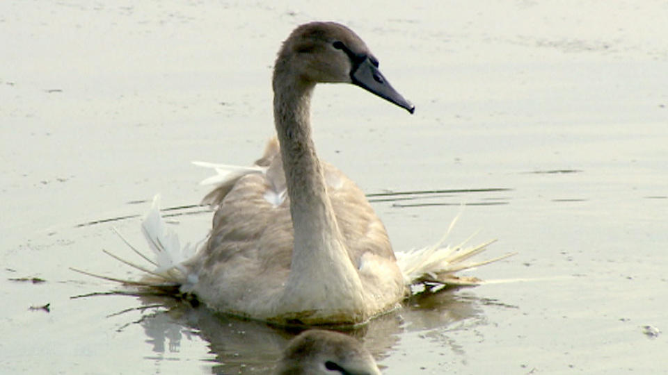 Schwan Max braucht dringend Hilfe (1/3)