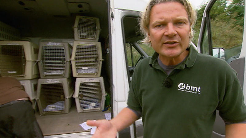 60 Pflegehunde! Rentnerin ist überfordert (2/3)