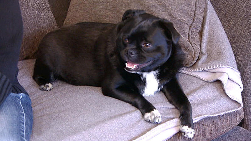Diät- und Fitnessprogramm für Hunde